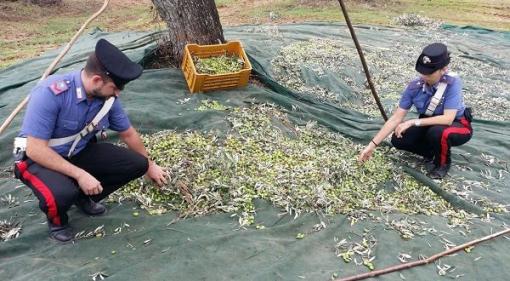 Sorpresi
a rubare
3 quintali
di olive
a Rodi

